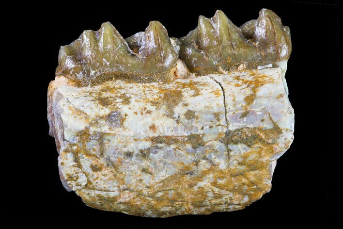 Fossil Horse (Mesohippus) Jaw Section - South Dakota #157452